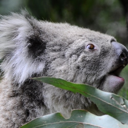 Wild Life Koala