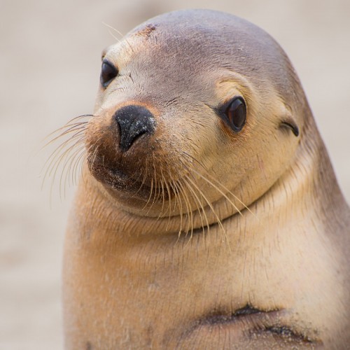 Seal website