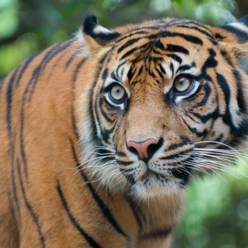 Tiger website
