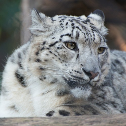 Snow Leopard website