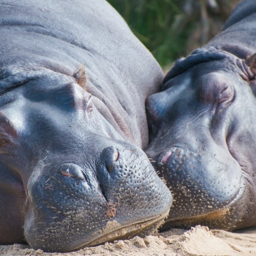 Happy Hippos website